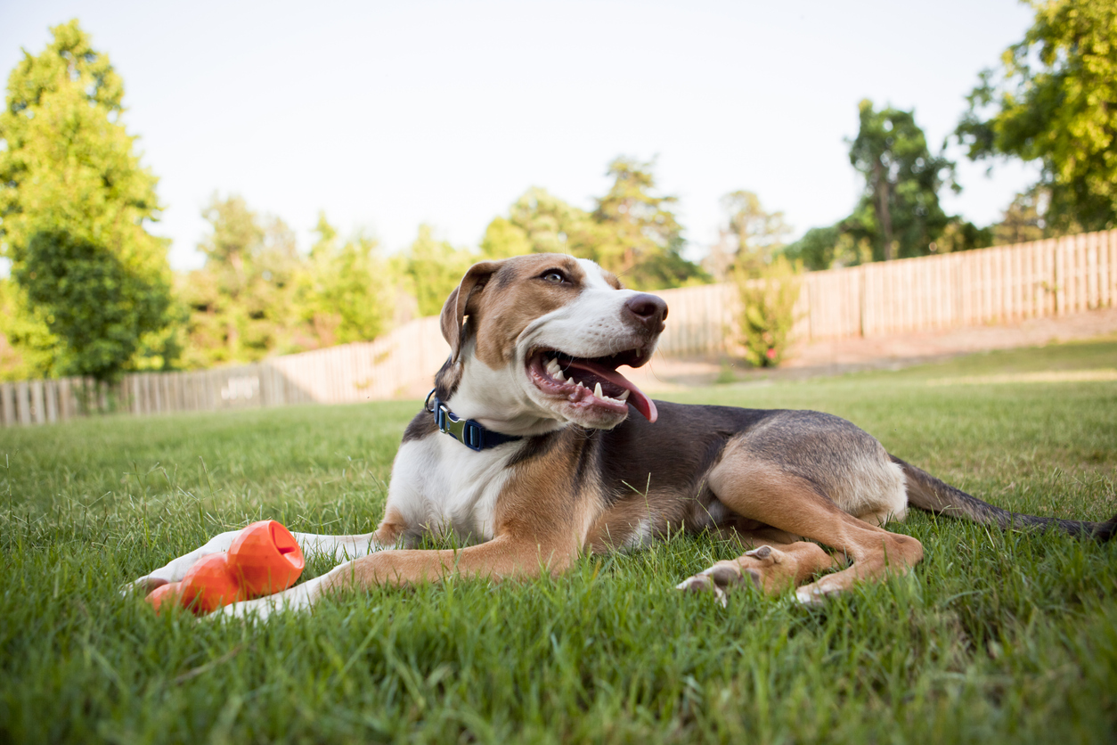 How Long Should You Keep Your Pet Indoors After Lawn Fertilization?